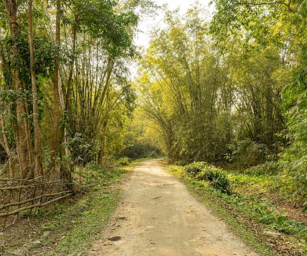 A serene path through a green bamboo forest symbolizing a journey.