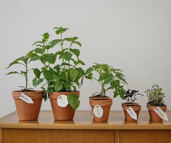 A small plant growing steadily, symbolizing sustainable habit formation.
